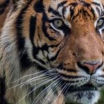 Dua Ekor Harimau Berkeliaran di Puncak Geumilang, Kalak BPBD Asel : Warga Tetap Waspada