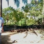 Beternak Bebek Petelur Di Tengah Pandemi, Pemuda Di Aceh Selatan Hasilkan Pundi-Pundi Rupiah