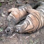 BKSDA Aceh : Kematian Harimau Sumatera Diduga Akibat Infeksi Luka