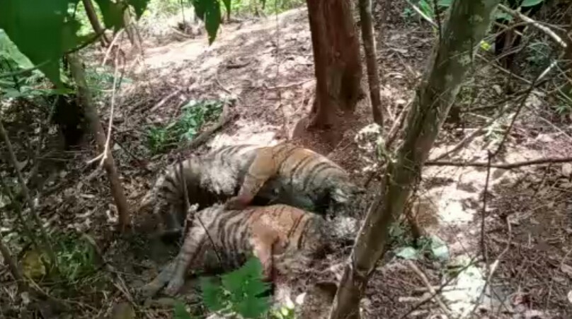 Tiga Ekor Harimau Sumatera Mati, YGHL : BKSDA Kurang Sosialisasi Kepada Masyarakat