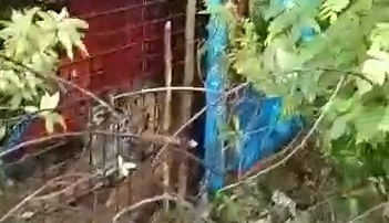 Harimau Masuk Perangkap di Aceh Selatan