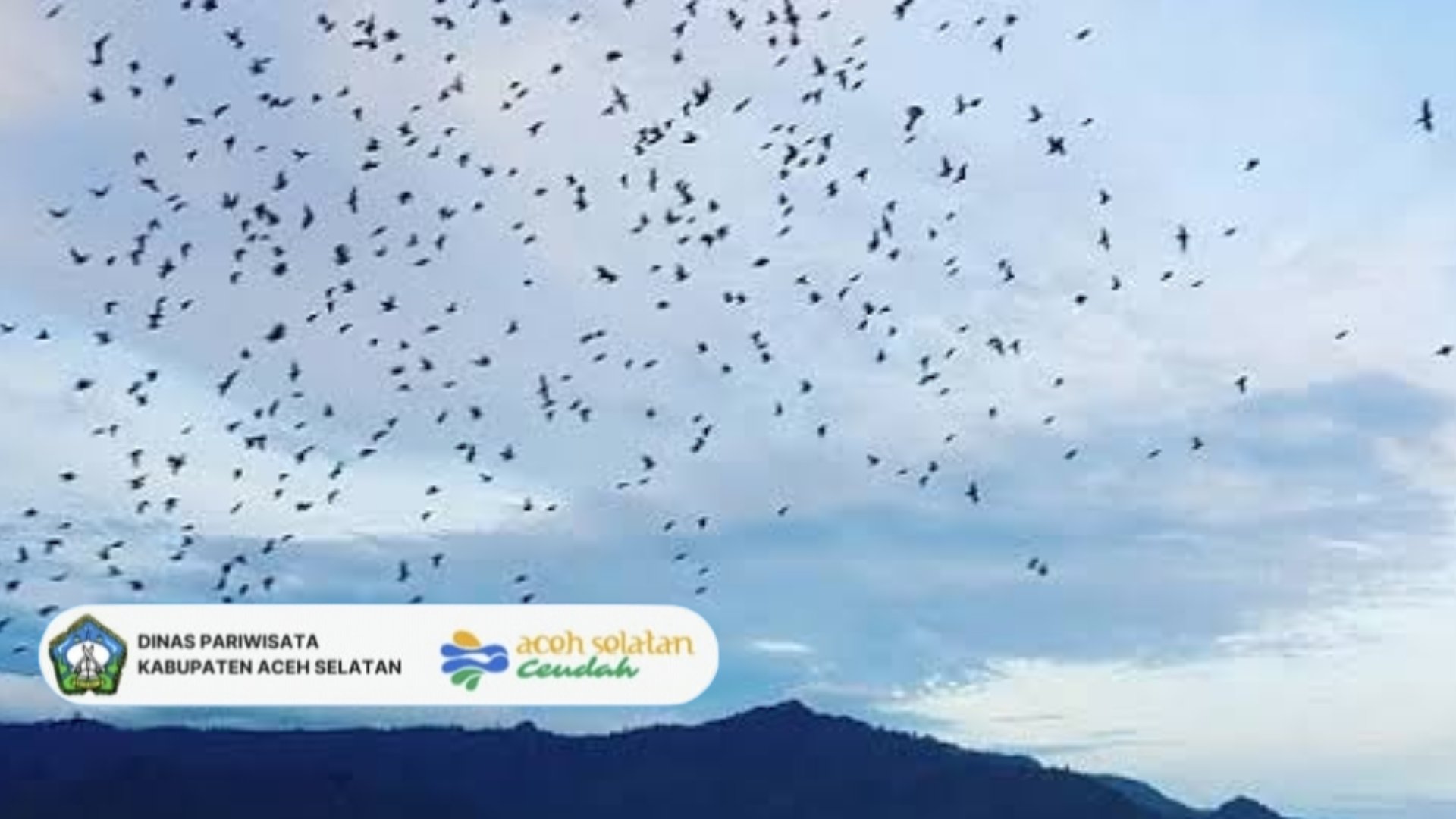 Saat Kawanan Burung Perling Pulang Tidur di Pulau Dua 