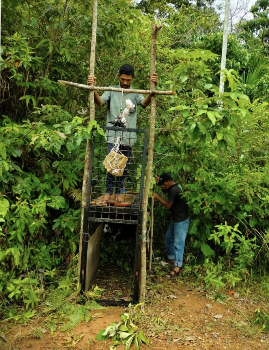 Feature : Jauhari Teruskan Titah Sang Ayah Sebagai Pawang Harimau