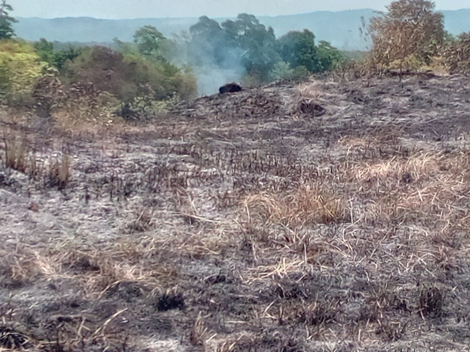 Belasan Hektare Lahan di Aceh Besar Terbakar