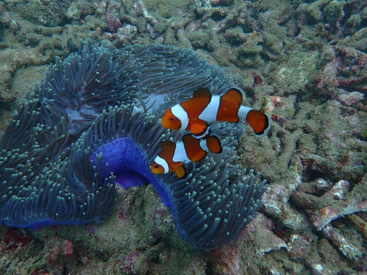 Pencemaran Laut di Pelabuhan Tapaktuan adalah “Sedimentasi”  (Pengendapan),  Akibat Adanya Aktivitas Bahan Kimia Dapat Merusak Ekosistem Biota Laut