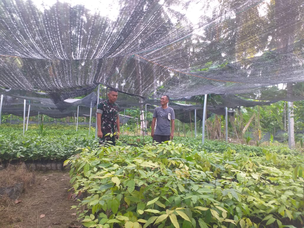 Dandim Aceh Selatan Tinjau Pembibitan Tanaman Unggulan di Desa Pante Geulima Labuhanhaji Barat