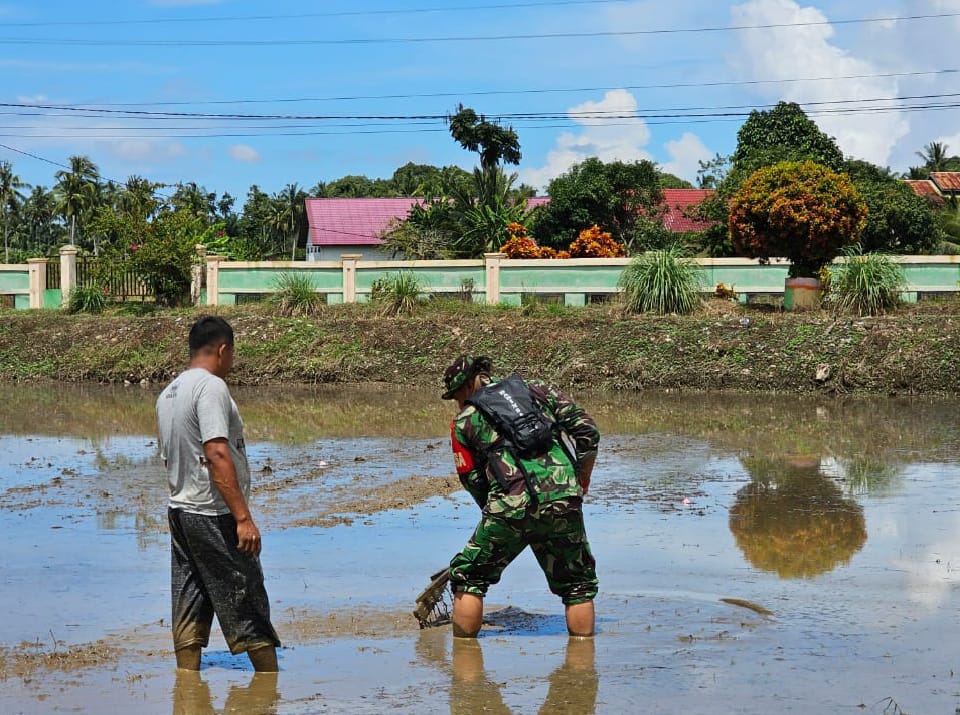 Optimalisasi Pengolahan Lahan Sawah di Kluet Timur, Babinsa Sertu Zainal Amri Dampingi Petani