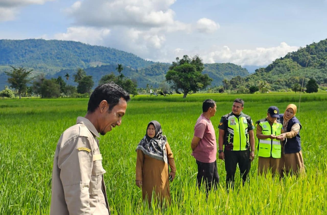 Tanggapi Keluhan Petani, Babinsa Koramil 13/Kluet Timur Koordinasi dengan Pihak Terkait Penangan Serangan Hama Padi