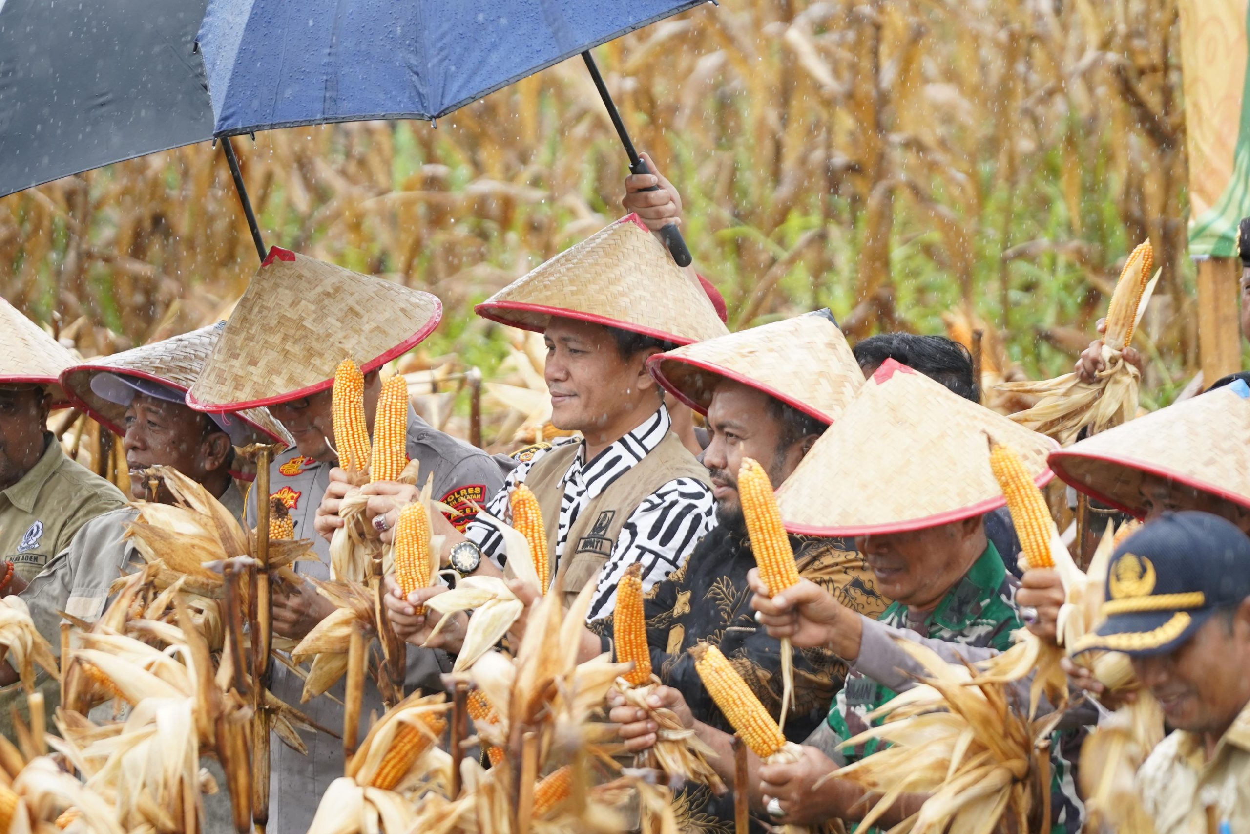 Wujudkan Ketahanan Pangan, Bupati Aceh Selatan Panen Jagung di Trumon Tengah