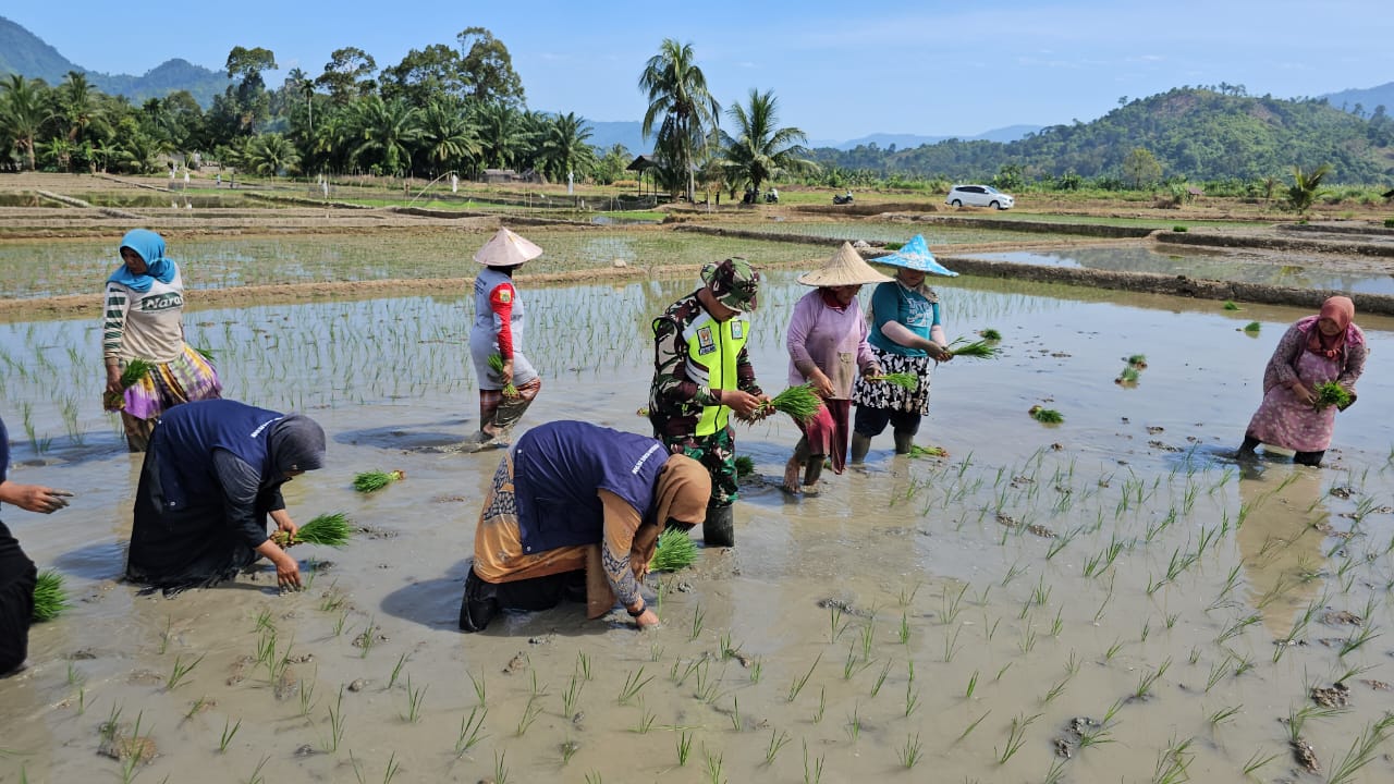 Babinsa Koramil 13/Kluet Timur Hadir di Tengah Warga, Bantu Petani Tanam Padi di Sawah