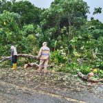 Polsek Trumon Timur Tanggap Atasi Pohon Tumbang, Lalu Lintas Kembali Lancar