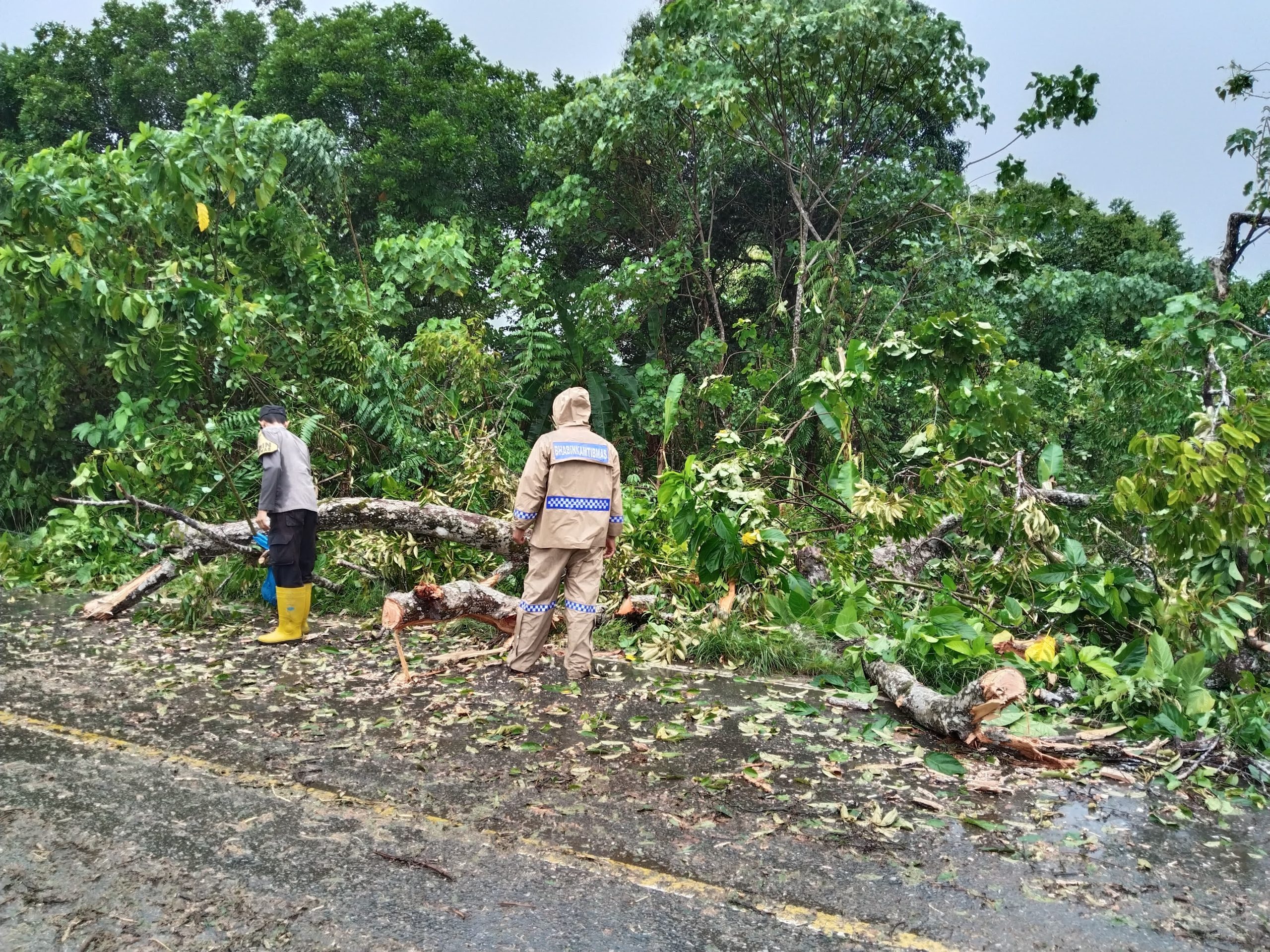 Polsek Trumon Timur Tanggap Atasi Pohon Tumbang, Lalu Lintas Kembali Lancar