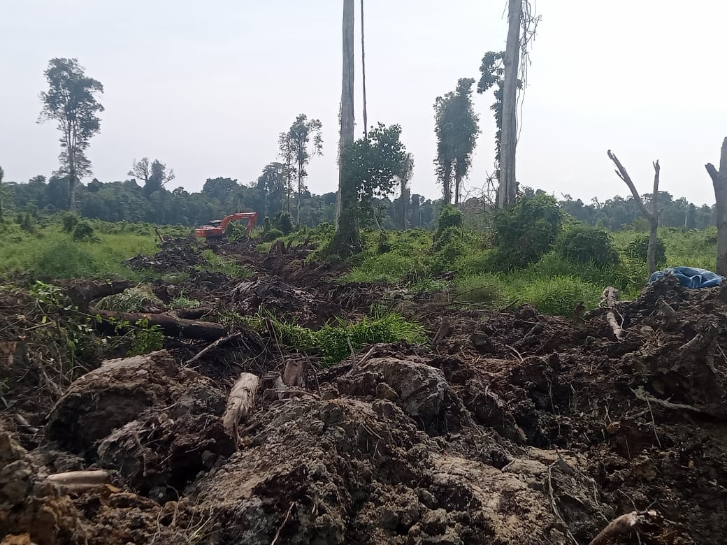 Garap Lahan Tanpa Izin HGU, APH Hingga Satgas Garuda Diminta Tertibkan Aktivitas PT ALIS