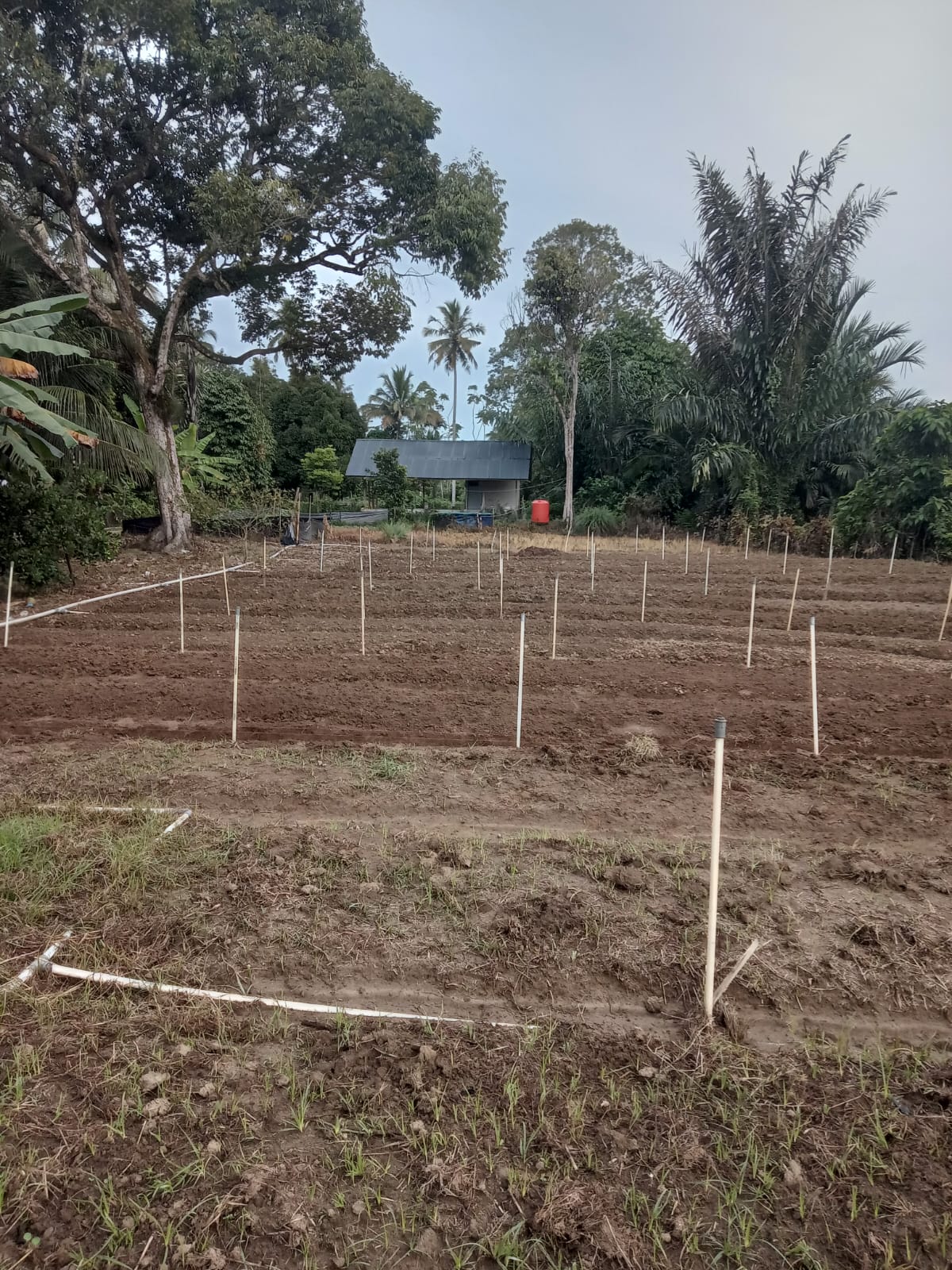 Kelompok Wanita Tani Gampong Ladang Kecamatan Samatiga Aceh Barat Melakukan Persiapan Tanam Bawang Merah