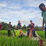 Babinsa Koramil 13/Kluet Timur Bersama PPL Turun ke Sawah Laksanakan Pendampingan dan Pemantauan Pertumbuhan Padi