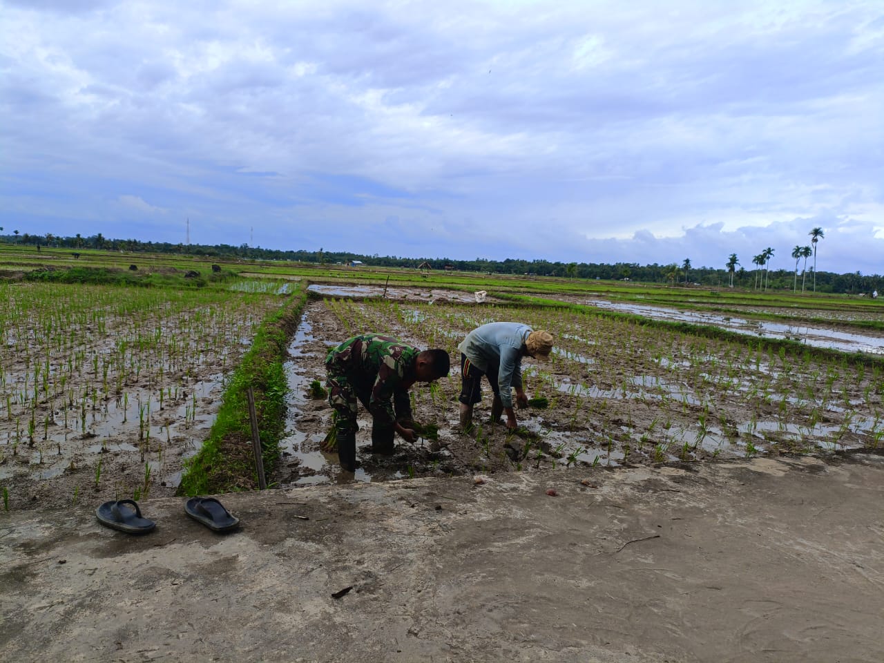 Babinsa Koramil 14/Pasie Raja Bantu Petani Tanam Padi, Dorong Percepatan Masa Tanam