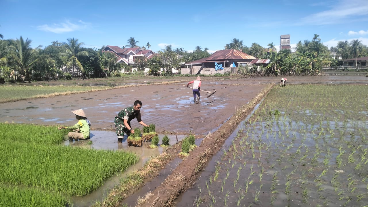Permudah Pekerjaan Petani, Babinsa Koramil 03/Meukek Turun ke Sawah Dampingi dan Bantu Warga