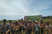 Polres Aceh Selatan Gelar Panen Raya Jagung Serentak Kuartal III, Dukung Ketahanan Pangan Nasional