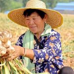 Sejarah bawang putih: Dari makanan budak dan obat tradisional hingga masakan modern
